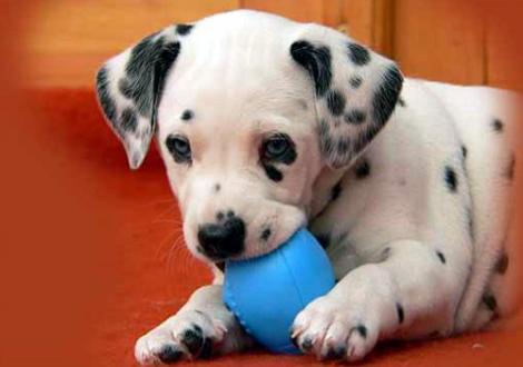 Nekoma vom Teutoburger Wald