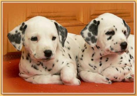 Naima & Nabuka vom Teutoburger Wald