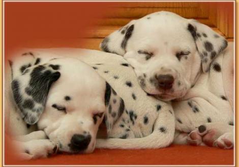 Nekoma & Nepal vom Teutoburger Wald