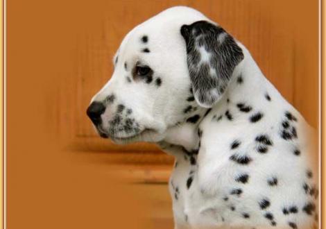 Nabuka vom Teutoburger Wald