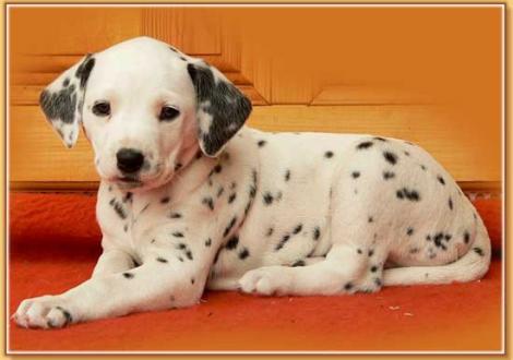 Naima vom Teutoburger Wald