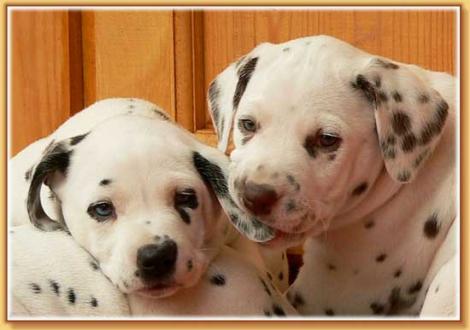 Nekoma & Nepal vom Teutoburger Wald