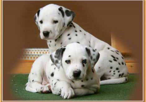 Nirvana & Nekoma vom Teutoburger Wald