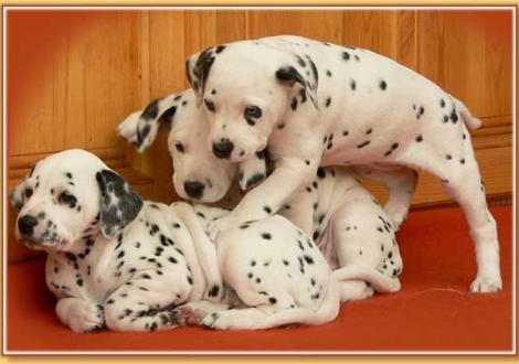 Nabuka, Nirvana & Nekoma vom Teutoburger Wald