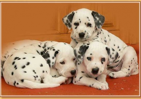 Nirvana, Nekoma & Nabuka vom Teutoburger Wald