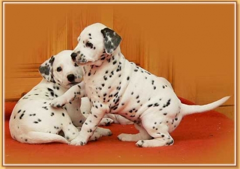 Naima & Nabuka vom Teutoburger Wald