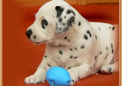 Nekoma vom Teutoburger Wald