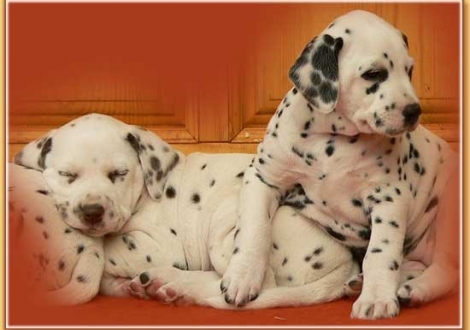 Nepal & Nabuka vom Teutoburger Wald