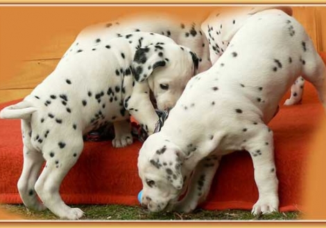 Nirvana & Nepal vom Teutoburger Wald