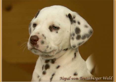 Nepal vom Teutoburger Wald