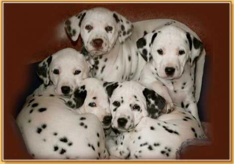 Naima, Nepal, Nirvana,Nekoma & Nabuka vom Teutoburger Wald