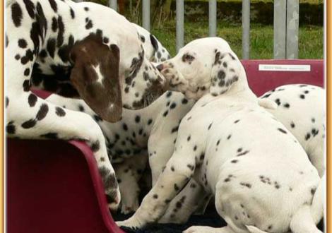 Christi ORMOND Coppola mit Halbbruder Nepal vom Teutoburger Wald