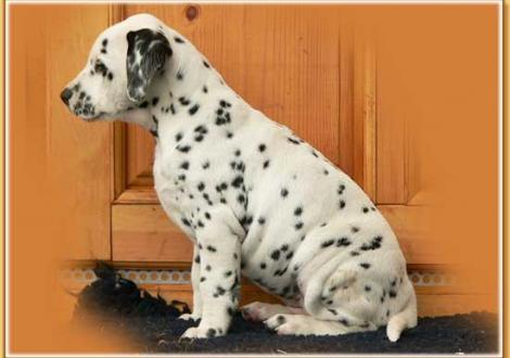 Nabuka vom Teutoburger Wald