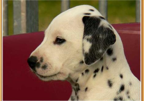 Naima vom Teutoburger Wald