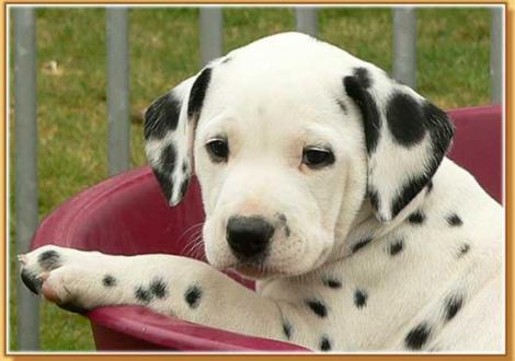 Nirvana vom Teutoburger Wald