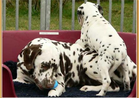 Christi ORMOND Coppola mit Halbschwester Nirvana vom Teutoburger Wald