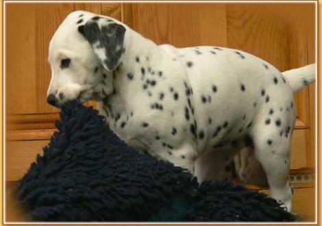 Naima vom Teutoburger Wald