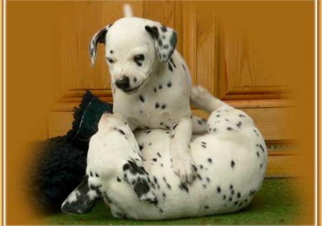 Nekoma & Naima vom Teutoburger Wald