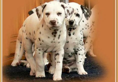 Nepal & Nabuka vom Teutoburger Wald