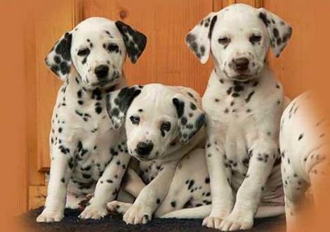 Nabuka, Nekoma & Nepal vom Teutoburger Wald