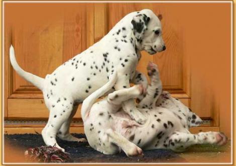 Naima & Nepal vom Teutoburger Wald