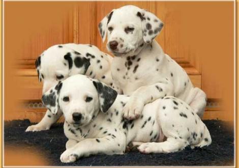 Nirvana, Naima & Nepal vom Teutoburger Wald