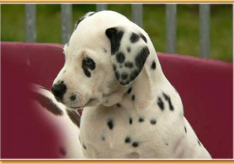 Nekoma vom Teutoburger Wald