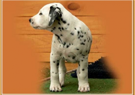 Naima vom Teutoburger Wald