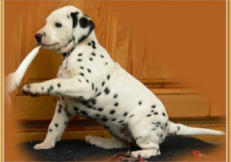 Nirvana vom Teutoburger Wald