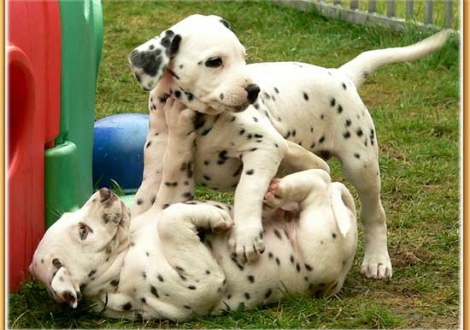 Nepal & Naima vom Teutoburger Wald