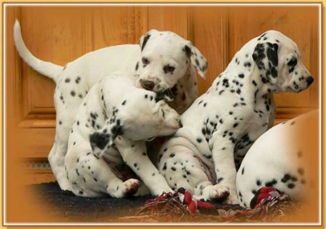 Naima, Nepal & Nabuka vom Teutoburger Wald