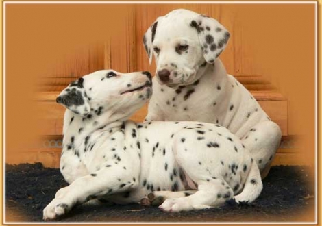 Naima und Nepal vom Teutoburger Wald