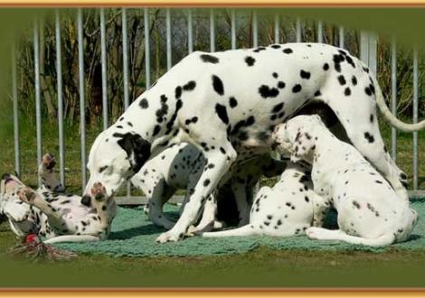 Mama Jameela vom Teutoburger Wald mit ihrem N-Wurf