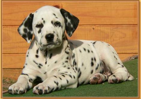 Nabuka vom Teutoburger Wald