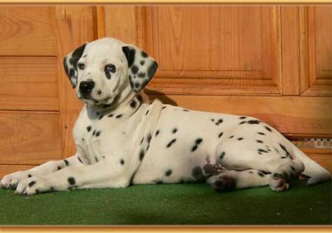 Nekoma vom Teutoburger Wald