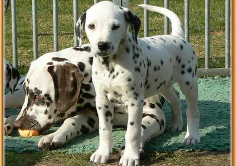 Christi ORMOND Coppola mit Halbschwester Naima vom Teutoburger Wald