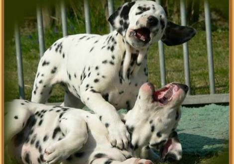 Nabuka & Nirvana vom Teutoburger Wald