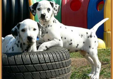 Naima & Nekoma vom Teutoburger Wald