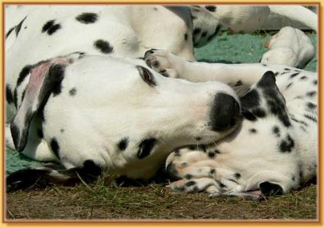 Mama Jameela vom Teutoburger Wald mit Nabuka vom Teutoburger Wald