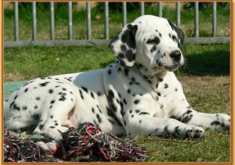 Nabuka vom Teutoburger Wald
