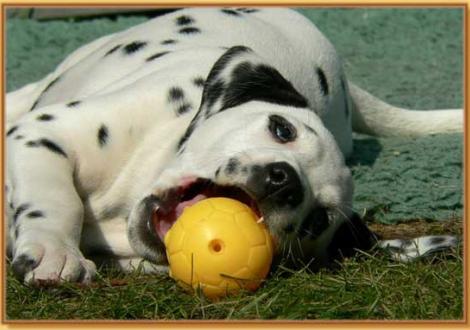 Nekoma vom Teutoburger Wald