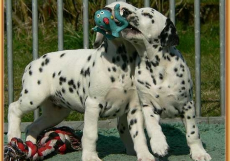 Nirvana & Nabuka vom Teutoburger Wald