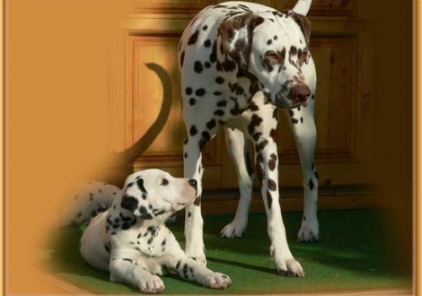 Nirvana vom Teutoburger Wald mit Mochaccino DALMATIAN DREAM