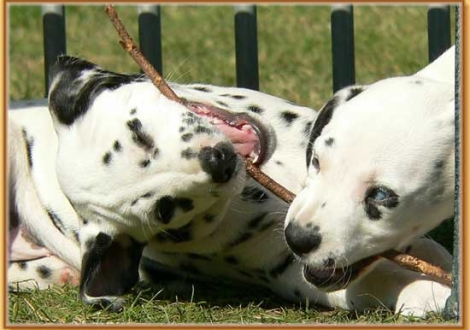 Nabuka & Nekoma vom Teutoburger Wald