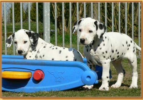 Naima & Nirvana vom Teutoburger Wald