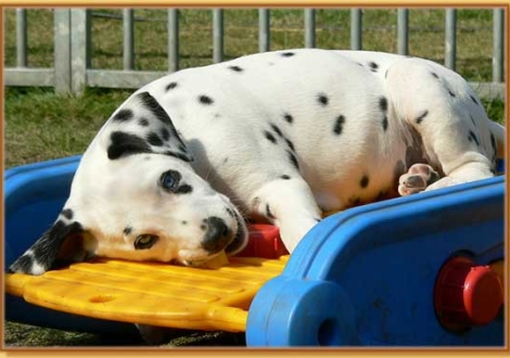 Nekoma vom Teutoburger Wald