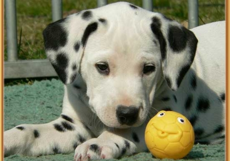 Nirvana vom Teutoburger Wald