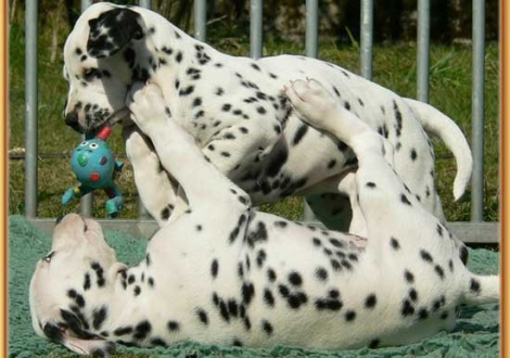 Nabuka & Nirvana vom Teutoburger Wald
