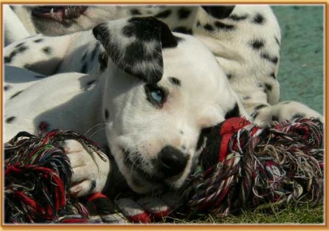 Nekoma vom Teutoburger Wald