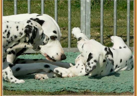 Mama Jameela mit Nabuka & Nekoma vom Teutoburger Wald
